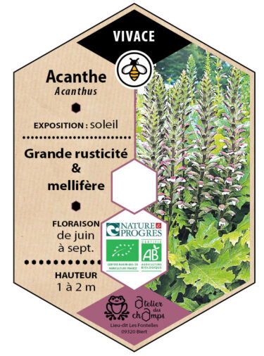 Acanthe