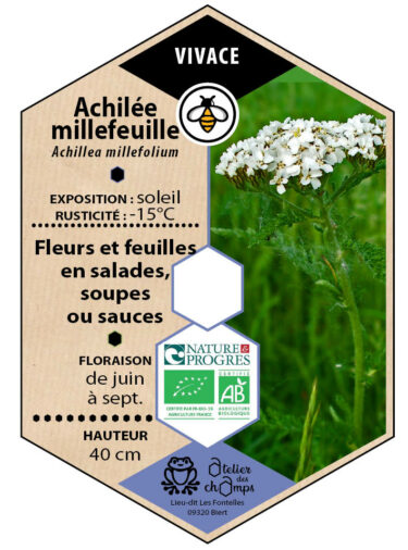 Achillée millefeuille