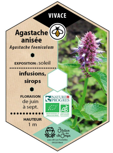 Agastache anisée