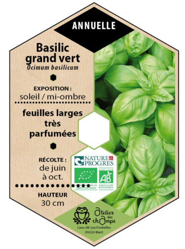 Basilic grand vert