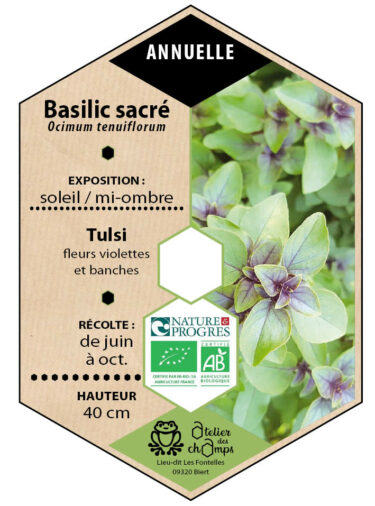 Basilic sacré