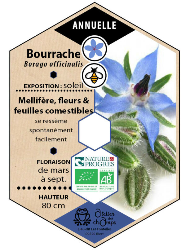 Bourrache officinale