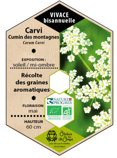 Carvi, Cumin des prés