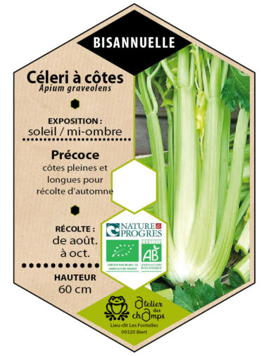 Céleri branche à cotes Tall Utah