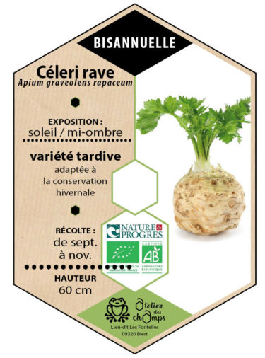 Céleri rave Monarch