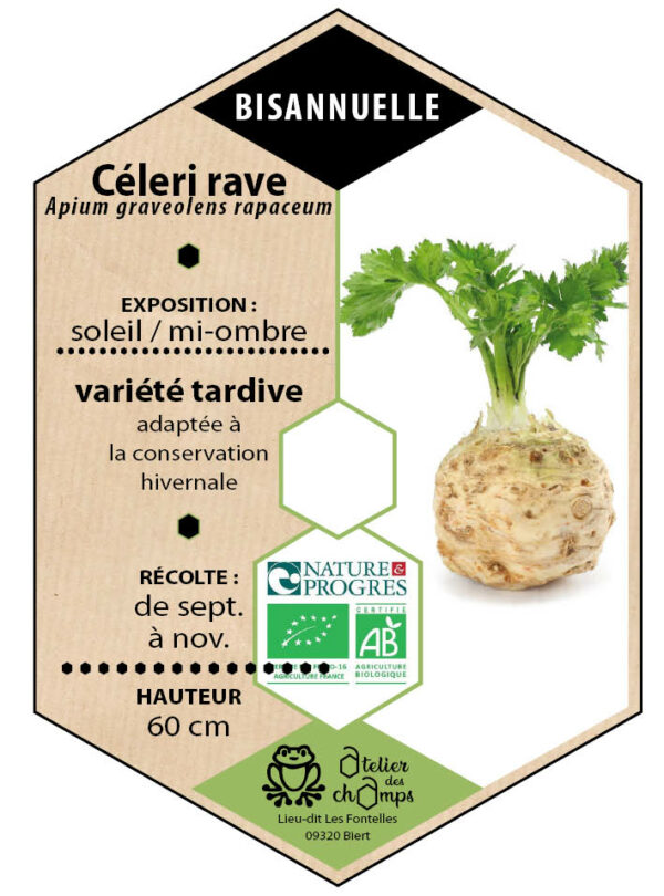 Céleri rave Monarch