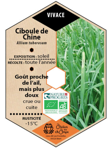 Ciboule de Chine
