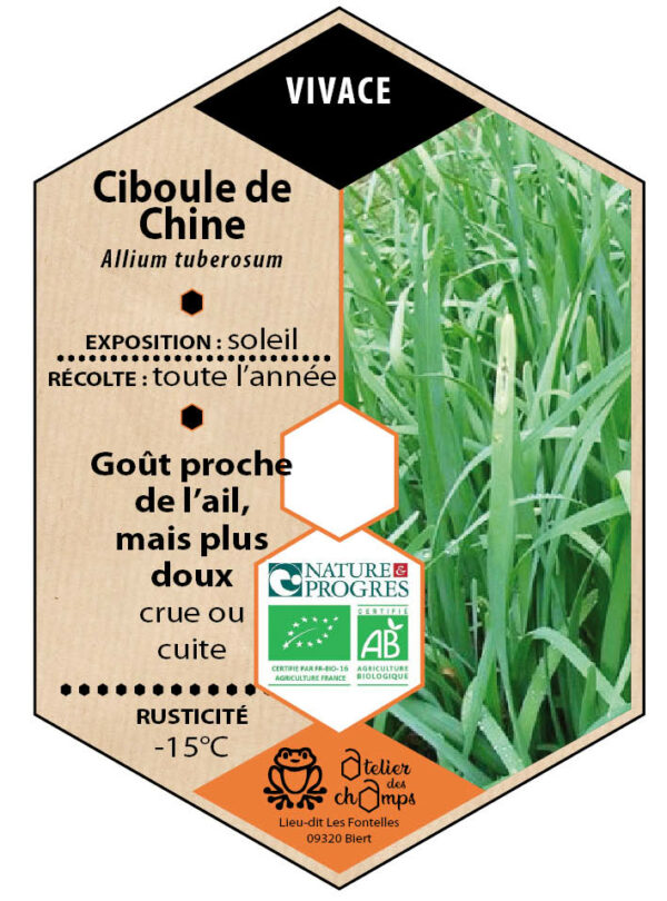 Ciboule de Chine