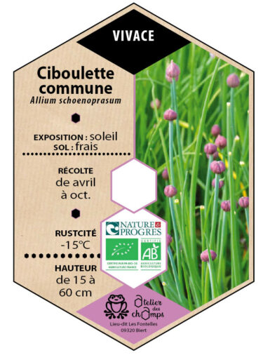 Ciboulette commune