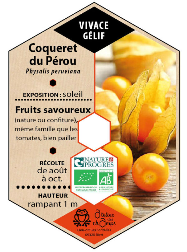 Physalis Coqueret du Pérou