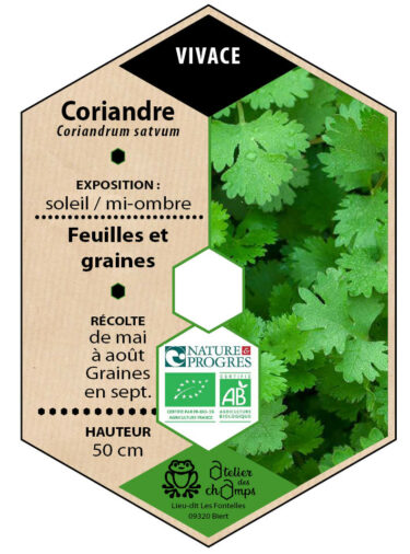 Coriandre