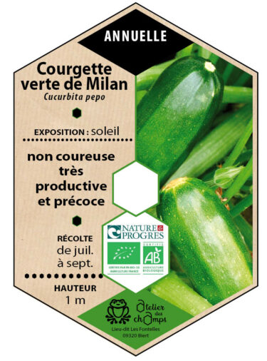 Courgette verte de Milan