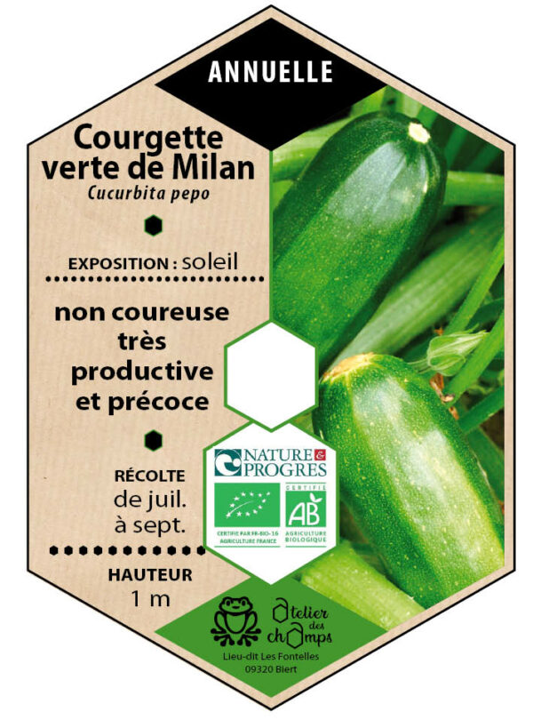 Courgette verte de Milan