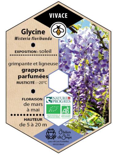 Glycine