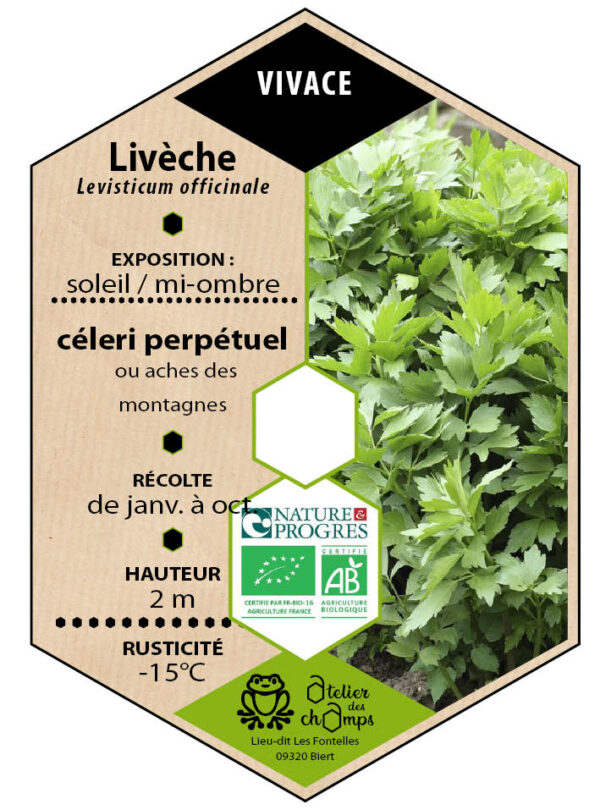 Livèche, Ache des montagnes, Céleri perpétuel