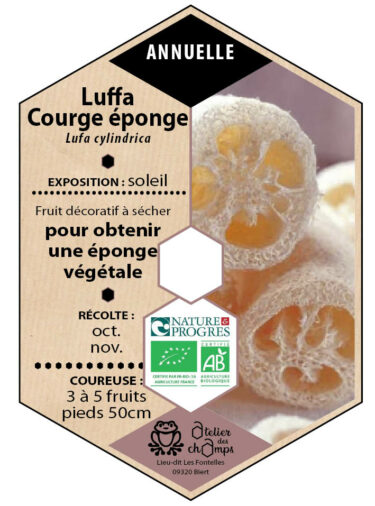 Luffa, courge éponge