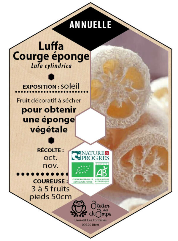 Luffa, courge éponge