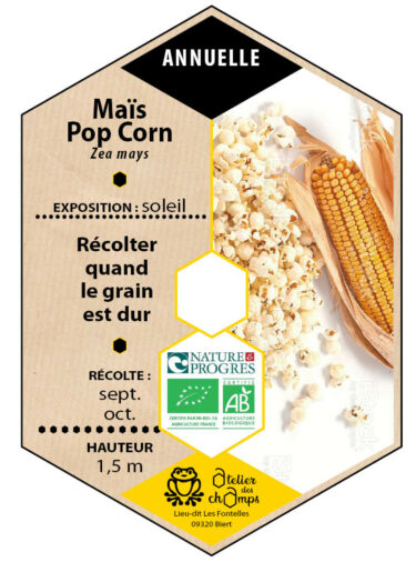 Maïs pop corn