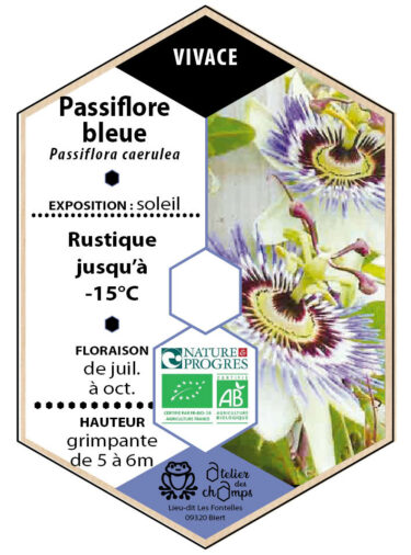 Passiflore