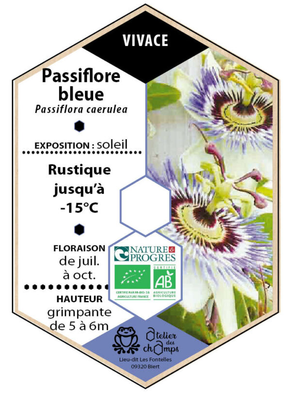 Passiflore