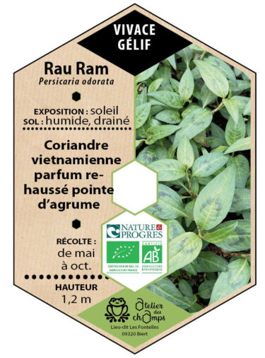 Rau Ram, Coriandre vietnamienne