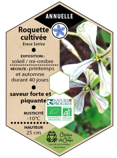 Roquette cultivée