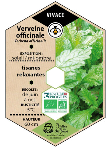 Verveine officinale