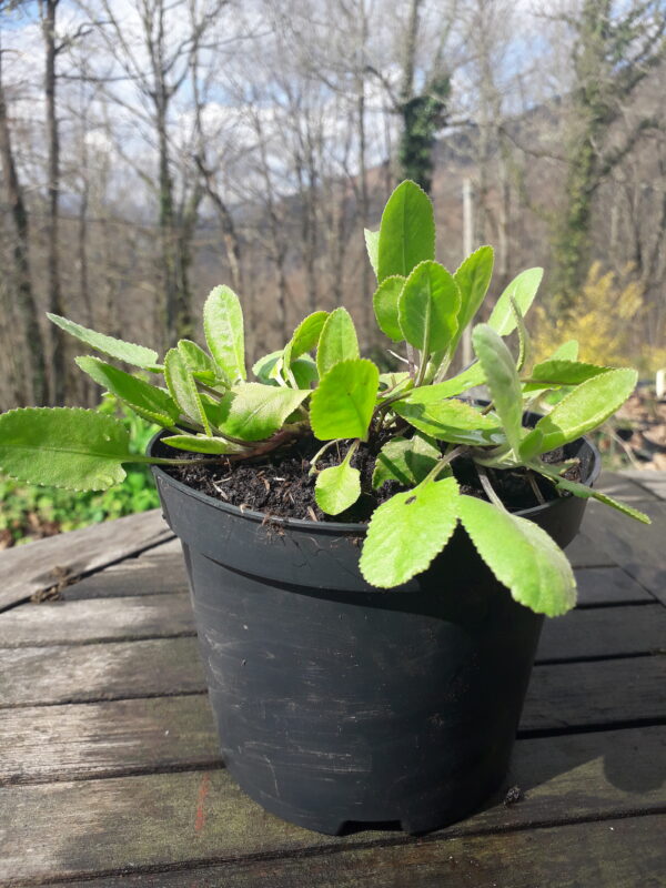 Menthe coq